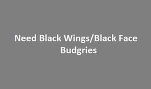 Black Wings / Black Budgries