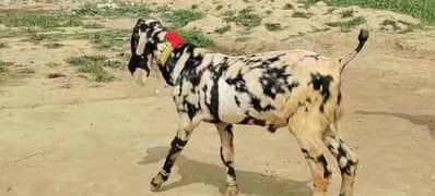 Desi bakra Urgent For Sale Call me