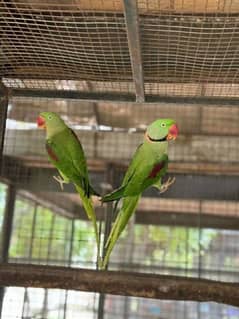 raw parrots pair