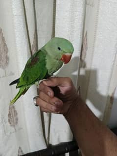 Raw kashmiri parrot available for sale