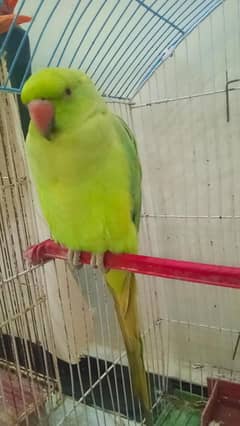 Green parrot male with cage