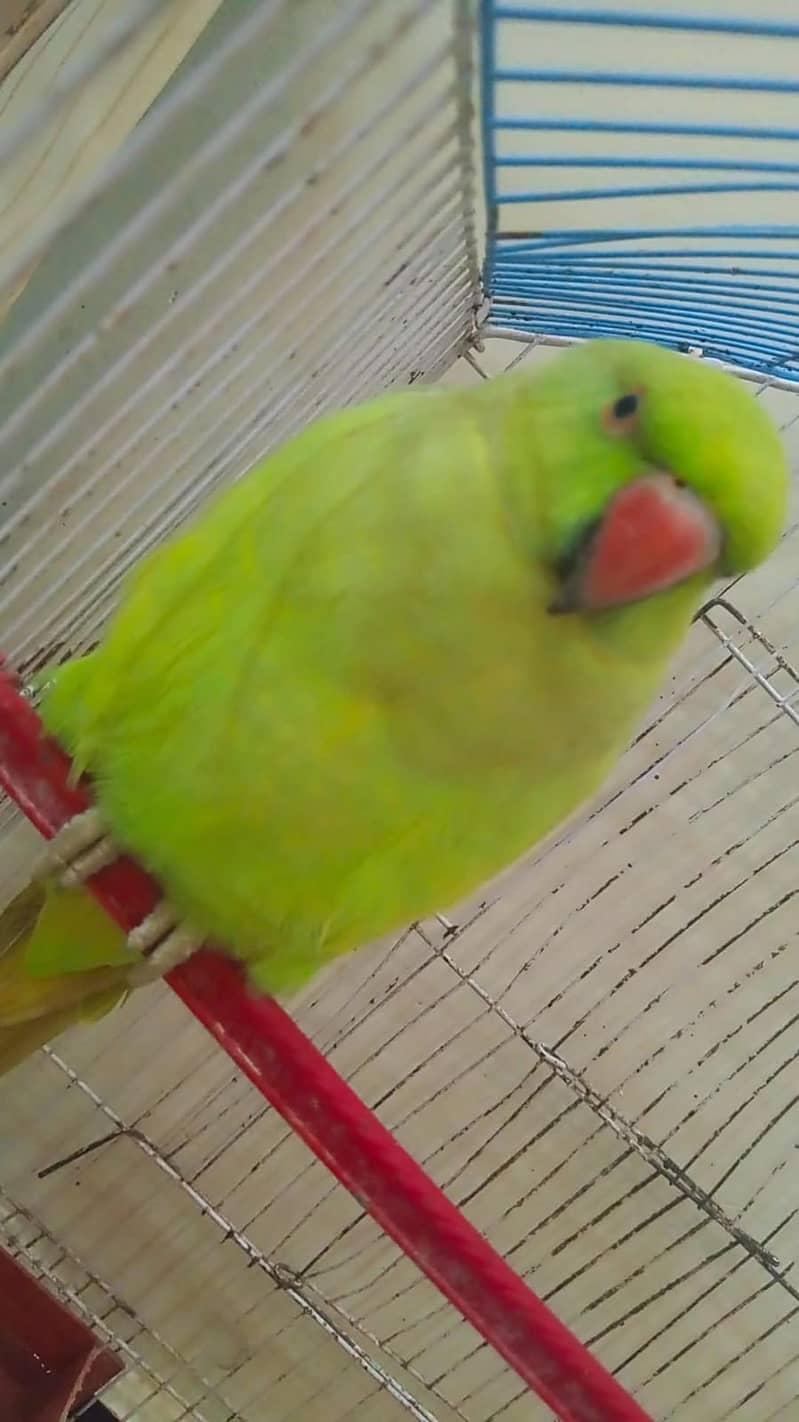 Green parrot male with cage 1