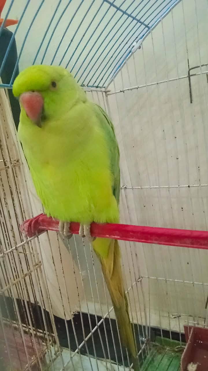 Green parrot male with cage 3