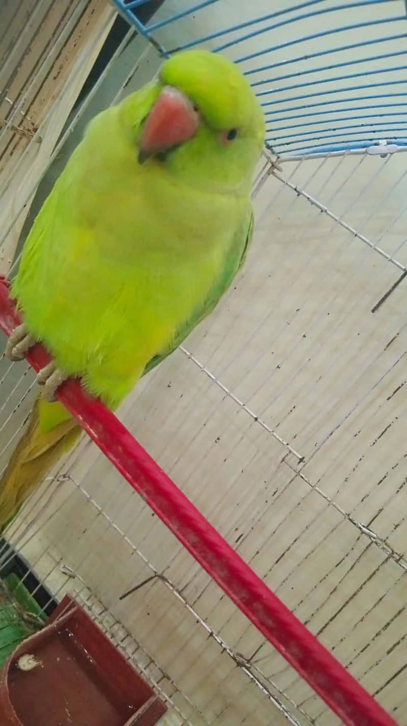 Green parrot male with cage 5