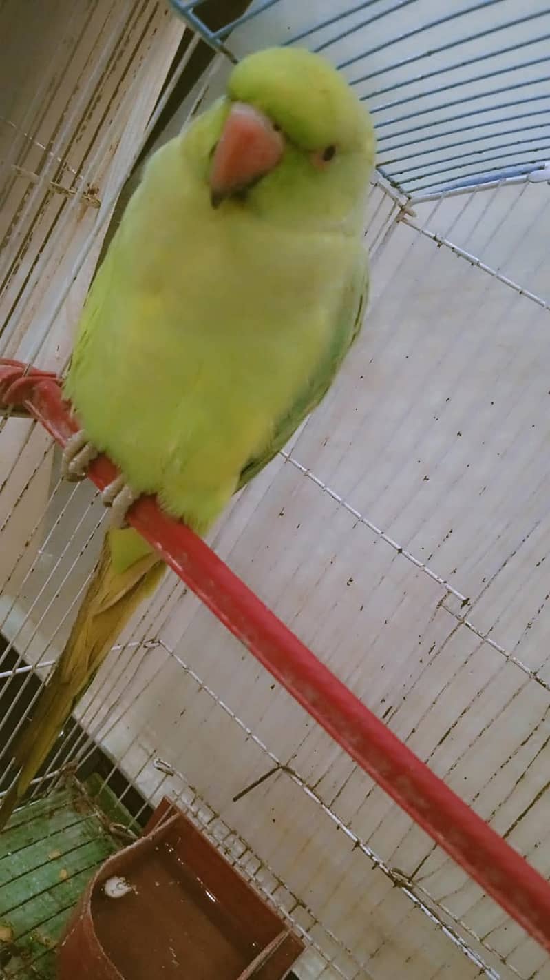 Green parrot male with cage 6