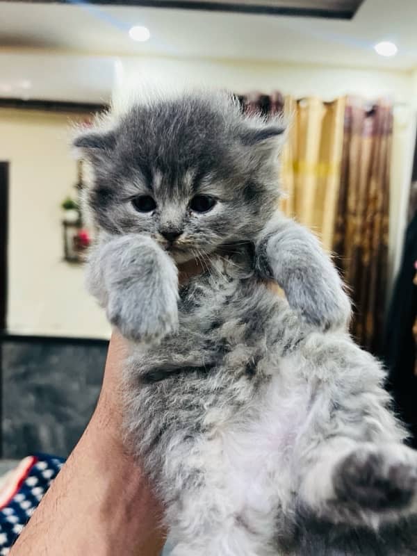 Very Beautiful Kittens Available for sale full fluffy 0