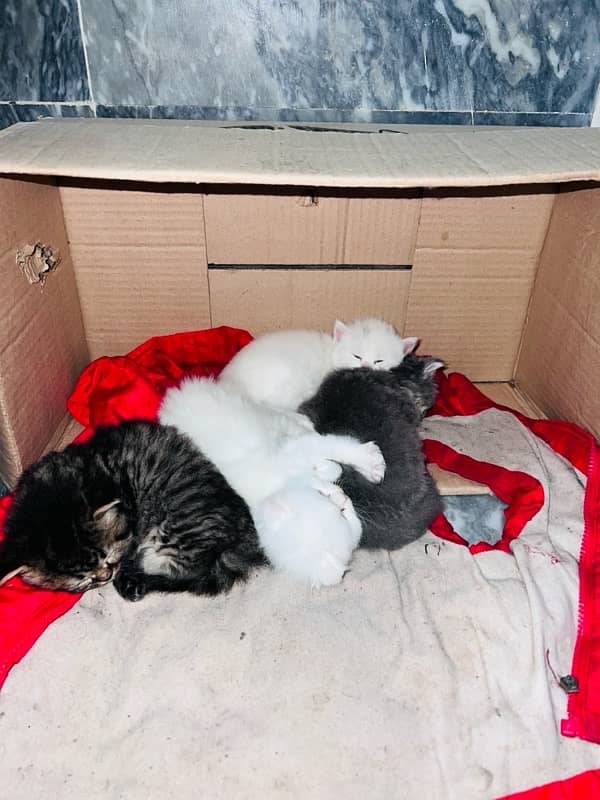 Very Beautiful Kittens Available for sale full fluffy 3