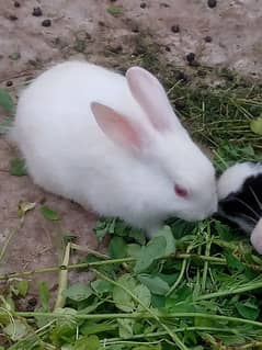 Cute Rabbit kids for sale