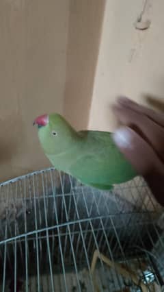 parrot for sale