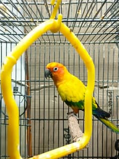 breeder sun conure male green ringneck female