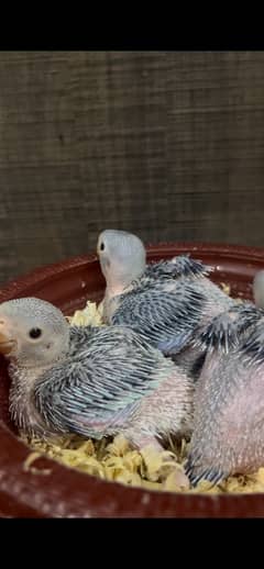 blue parrot chick