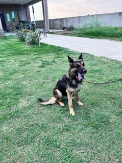 German shepherd single coat female for sale 03265809578 whatsapp