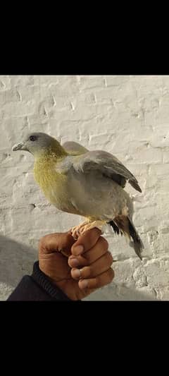 green pigeon