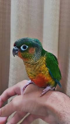 Handtame Pineapple and Green cheek conures