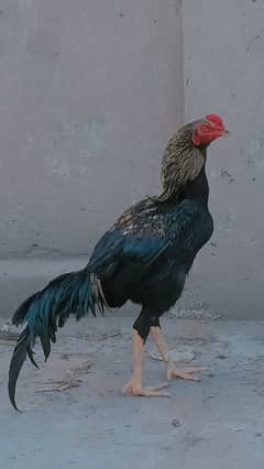 Aseel Desi Hen Black Male