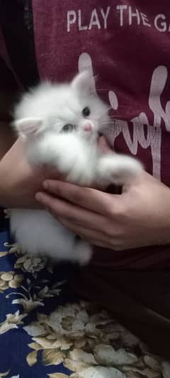 persion kitten white cat