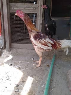 shamo male active and healthy price mention only male