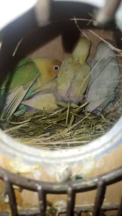 budgies