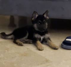 German shepherd puppy