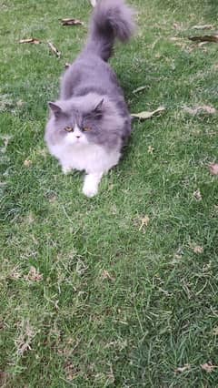 Beautiful Persian Male Is for Sale