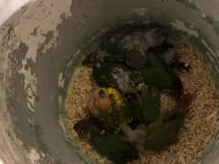 conure pathay self and hand feed