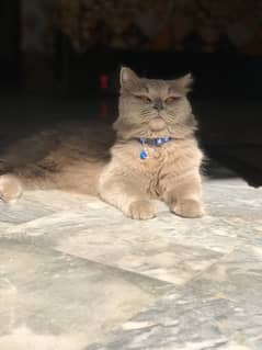 persian cat male