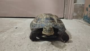 Russian tortoise for sale