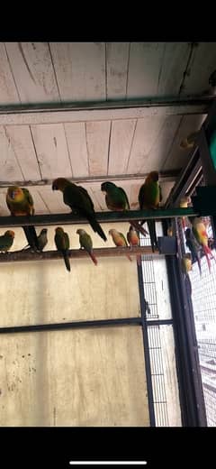 Green conure pathay