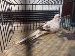 Diamond Pied Male doves for sale