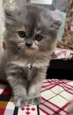 grey tripplw coated persian kitten