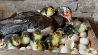 Muscovy duck available