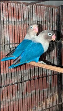 LOVE BIRDS BLUE MASK