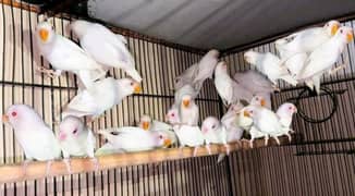 20 PAIRS OF EXPORT QUALITY LOVEBIRDS