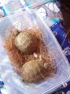 Russian tortoise