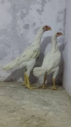 white o shamo chicks