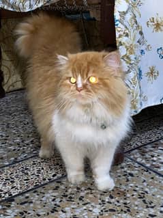 persian male cat