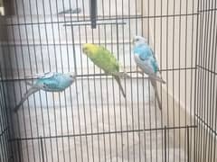 Exchange with lovebird