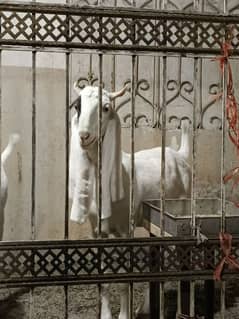 bakra