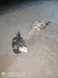 Aseel female chicks