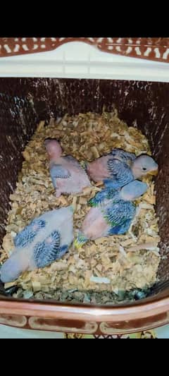 raw parrot chicks