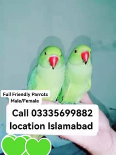 Single 6000 Hand Tamed Friendly Green Ring Neck Male/Female Parrots