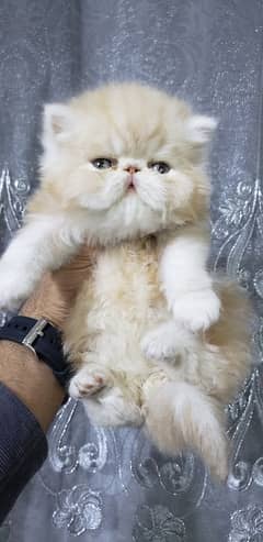 Persian kitten