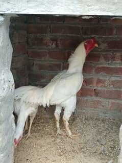 wight shamo Aseel eggs for sale only 1 egg 1000