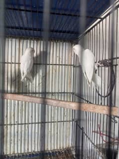 albino red eyes for sale