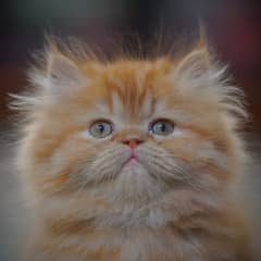 Persian Kittens | Grey Kitten | Ginger Kitten | Fawn Kitty