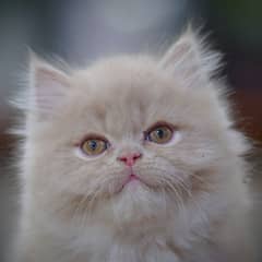 Persian Kittens | Grey Kitten | Ginger Kitten | Fawn Kitty