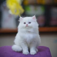 Persian Kitten | Grey Kittens | White Kitten | Fawn Kitten