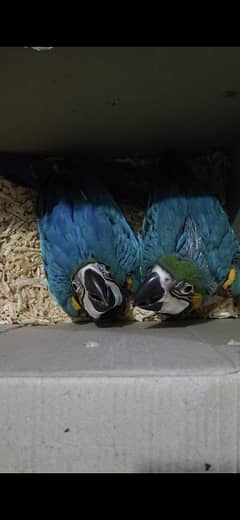 Blue & Gold Macaw Chicks