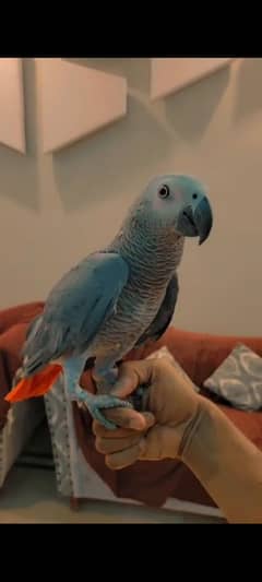 African grey parriot