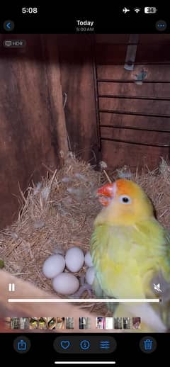 Australian&Lovebird urgent sell exchange b possible h